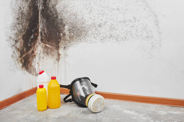 Best DIY Mold Remediation Support Services in Highland City, FL