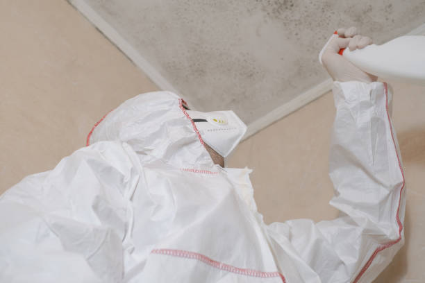 Best Basement Mold Remediation in Highland City, FL