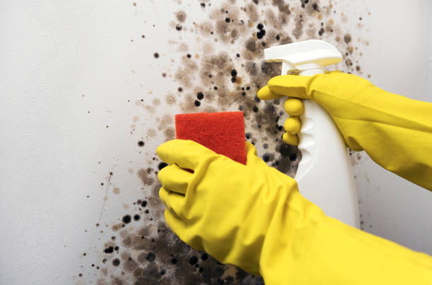Best White Mold Remediation in Highland City, FL