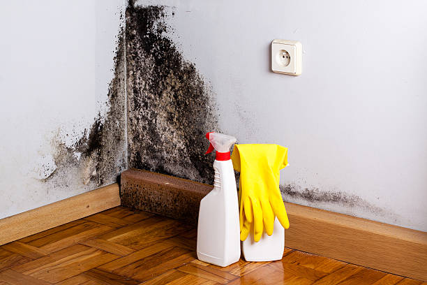 Best Kitchen Mold Remediation in Highland City, FL